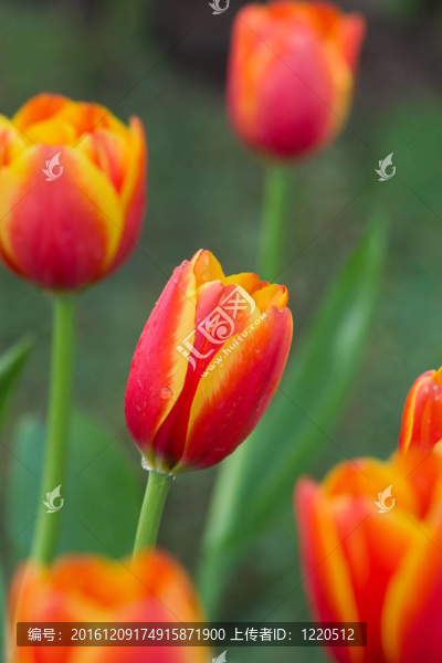 花園里的花