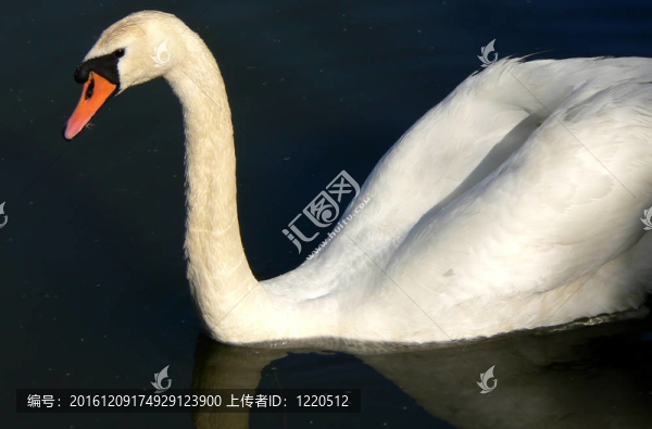 白天鵝