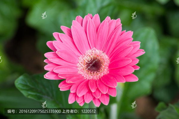 花園里的花