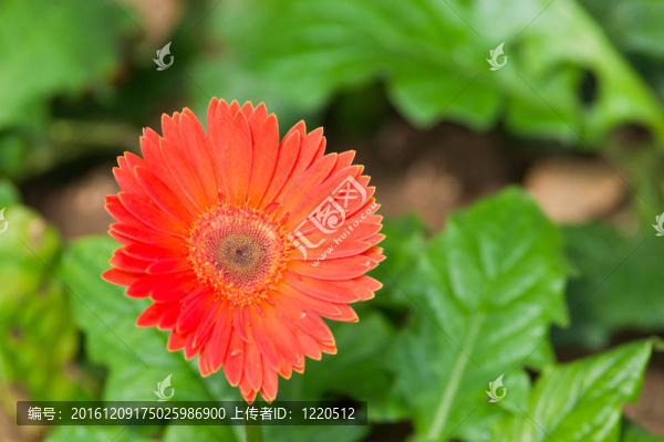 花園里的花