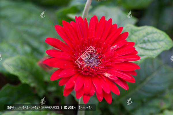 花園里的花
