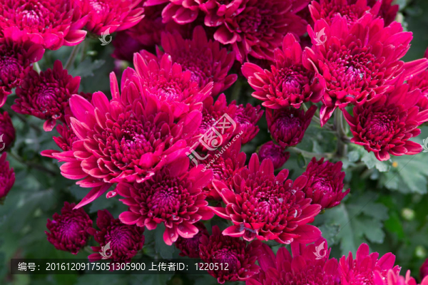 花園里的花