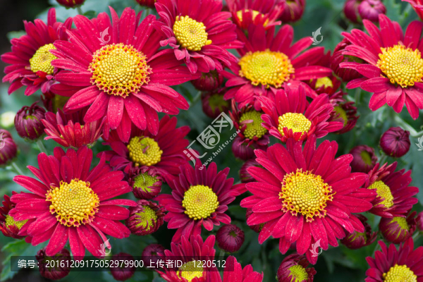 花園里的花