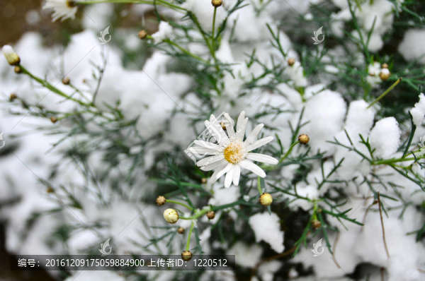 戴茜和雪
