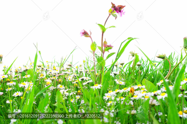 花田