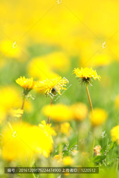 春天的花朵