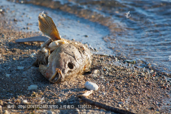 死魚