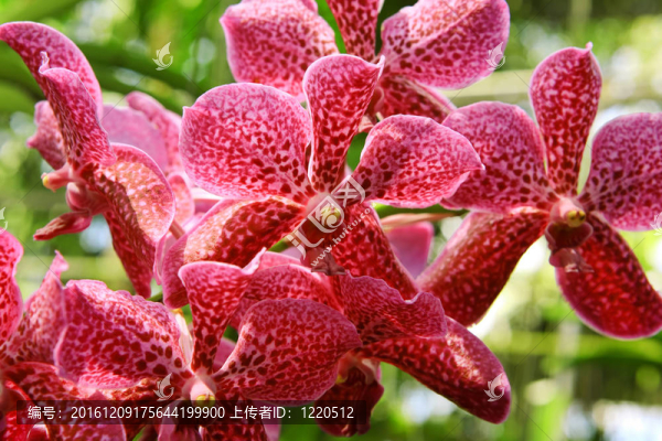 春天花園里盛開(kāi)的蘭花