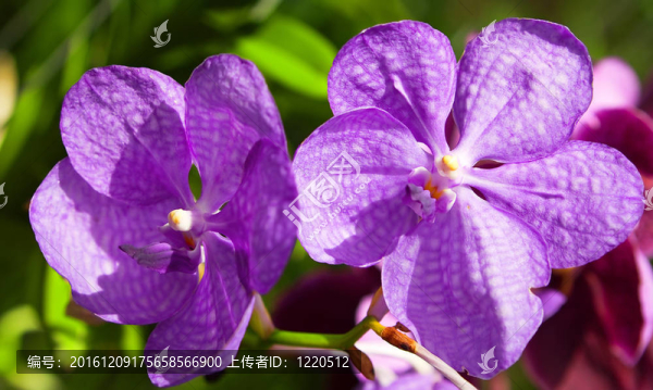 春天花園里盛開的蘭花
