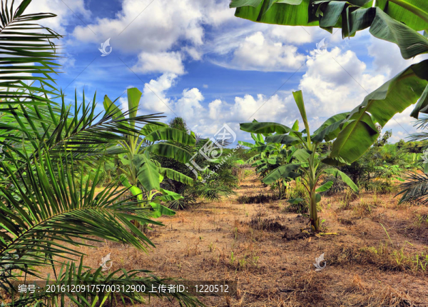 泰國；香蕉種植園
