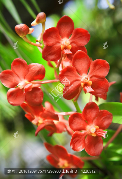 春天花園里盛開(kāi)的蘭花
