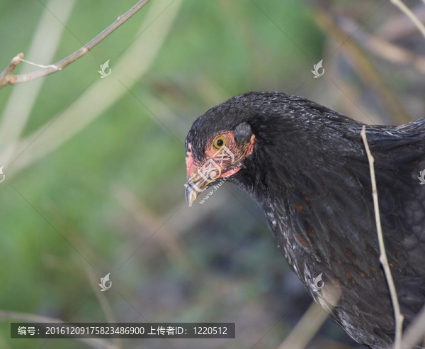 藏雞