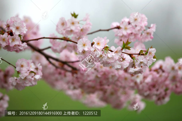 櫻花