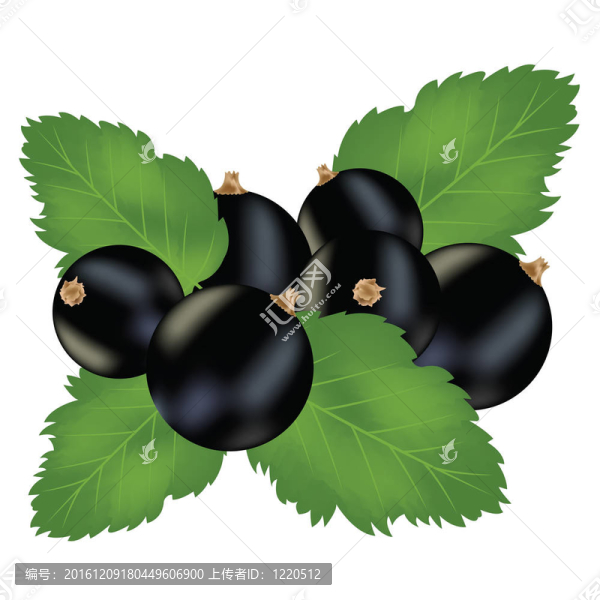 blackenning白底栗