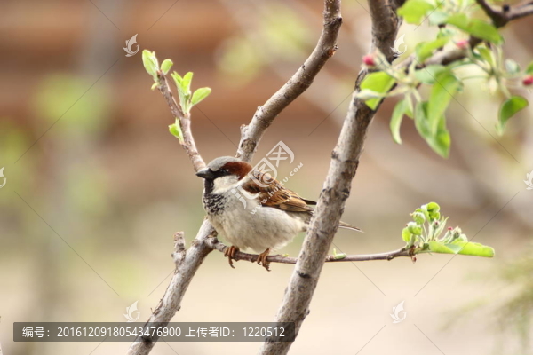 雄麻雀