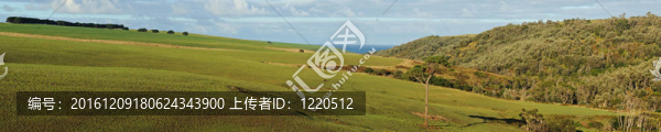 Hills森林全景
