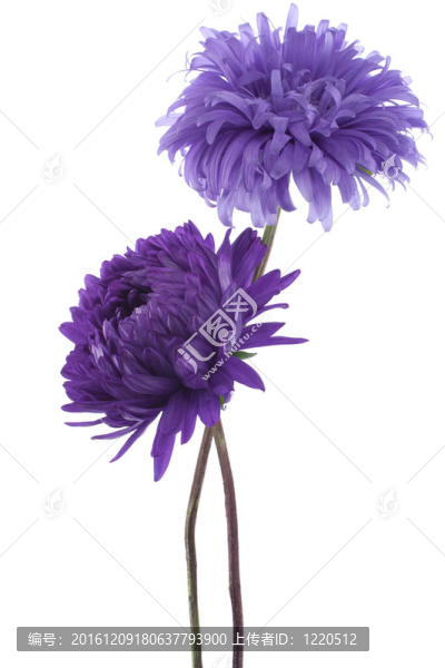 中國紫菀