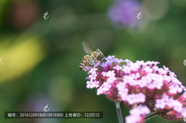蜜蜂在花