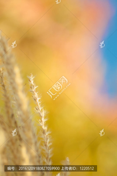 秋季自然背景色