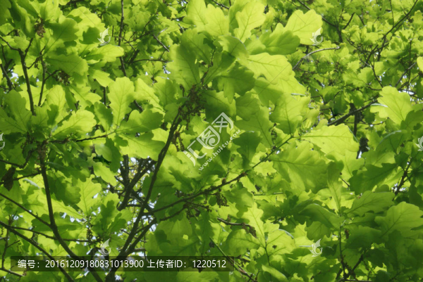 延伸的橡樹枝