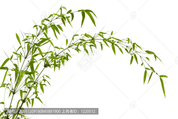 竹葉