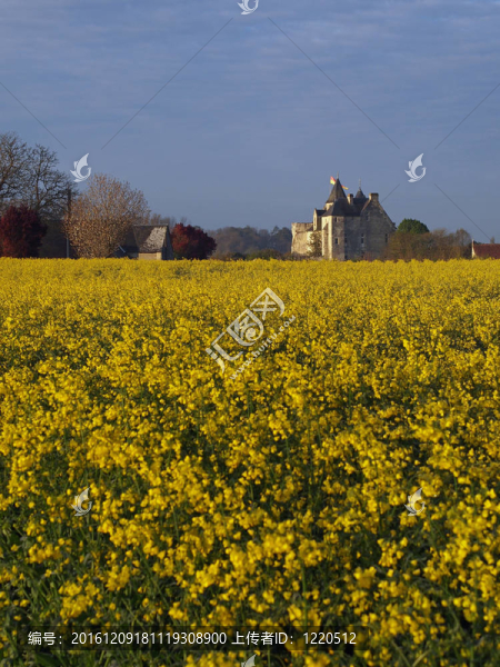 從春天的油菜田日出Motte,castle；于索