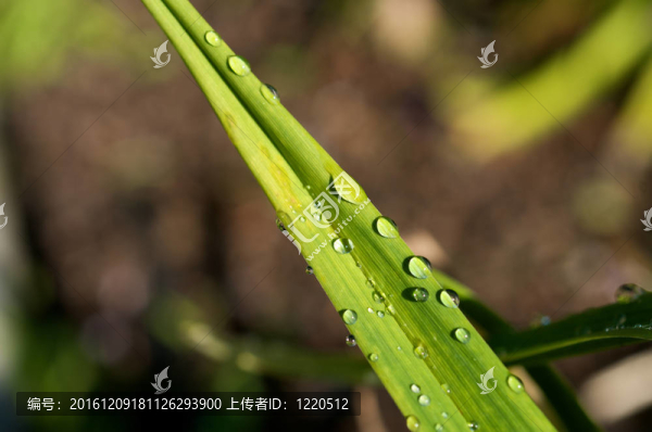 葉上水滴