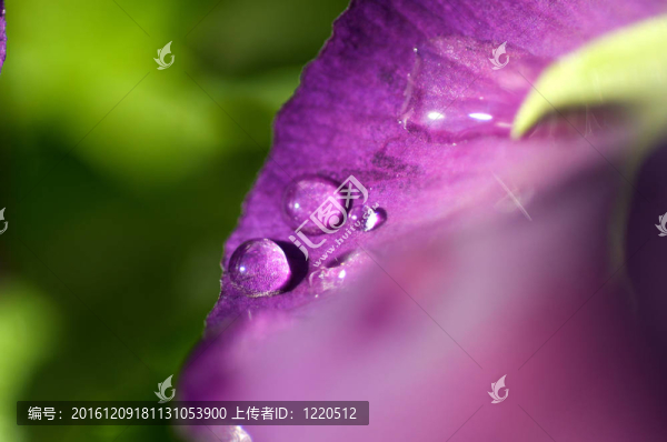 紫葉水滴