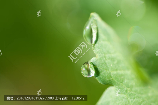 葉水露