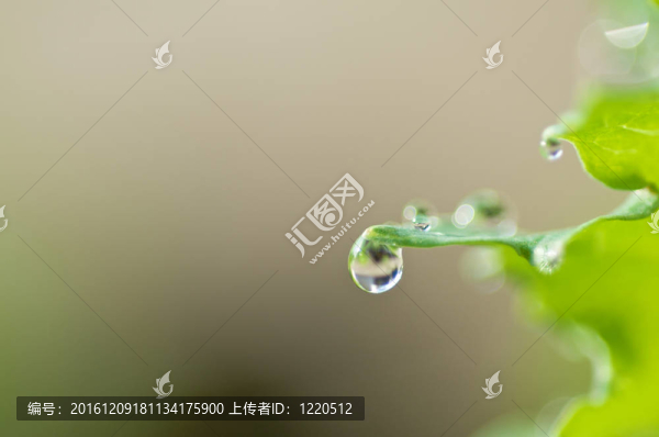 綠葉水