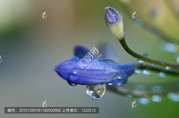 紫色花蕾水滴