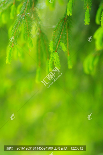 葉子