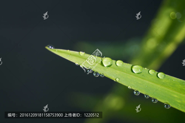 葉上水滴