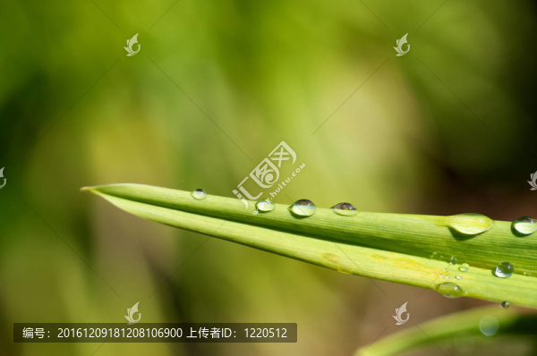 葉上水滴