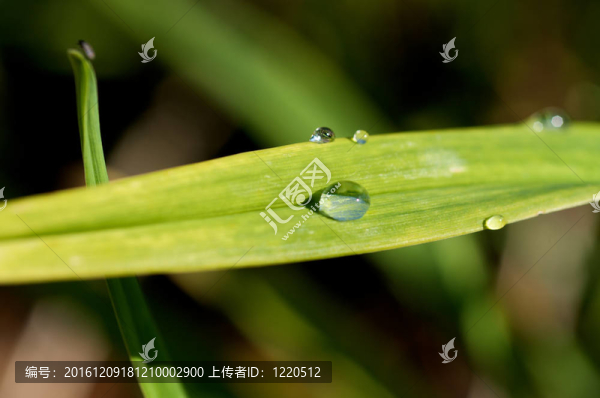 葉上水滴
