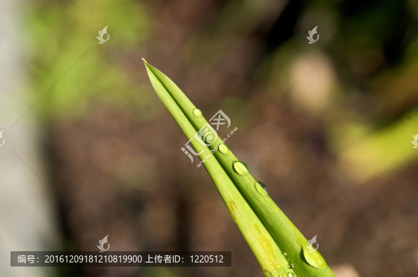 葉上水滴