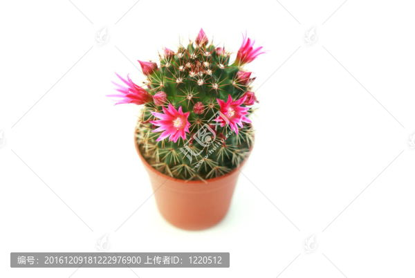 開花的仙人掌