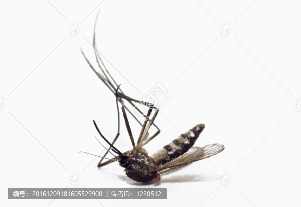 死蚊子