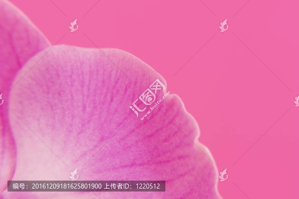 pinkorchid