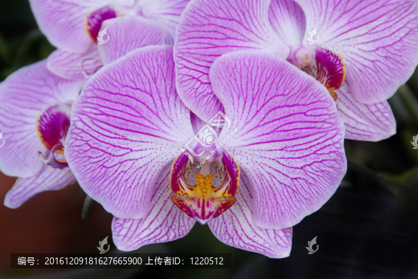 紫色的蘭花，蝴蝶蘭；在黑暗的背景
