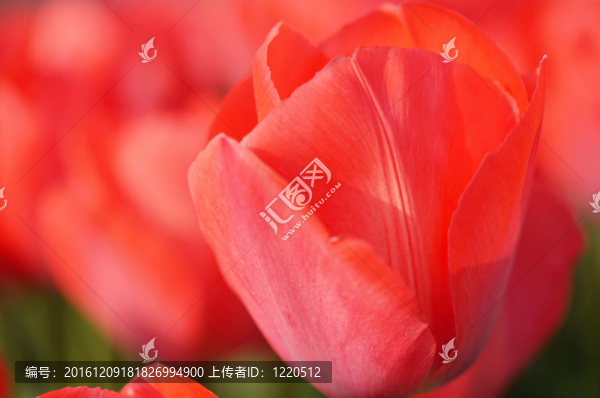 郁金香