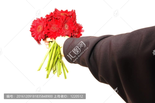 非洲菊