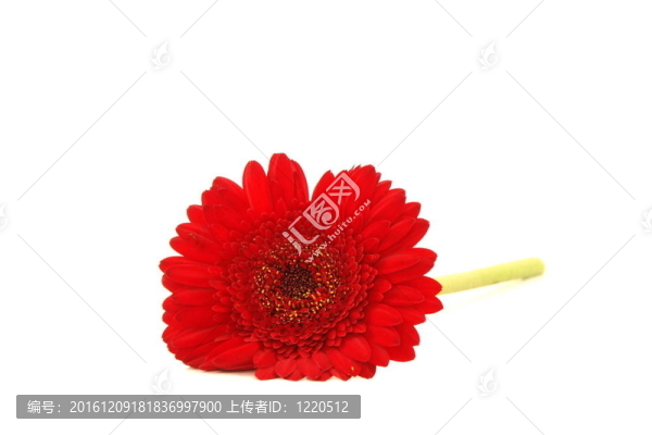 非洲菊