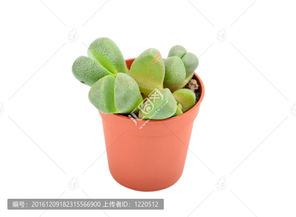 綠色的肉質(zhì)植物，生石花；孤立在白色背景