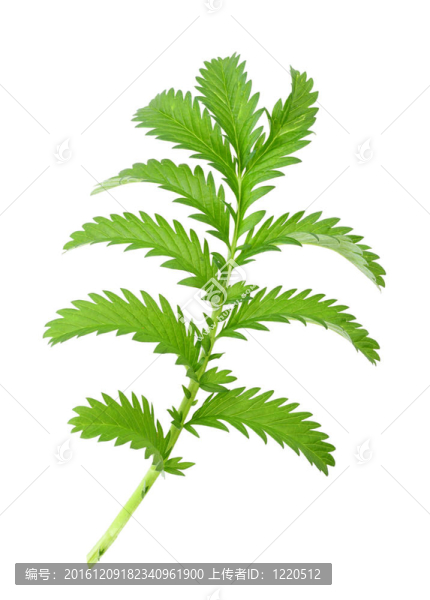一個(gè)綠色的葉