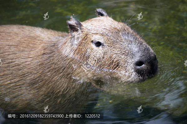 水豚