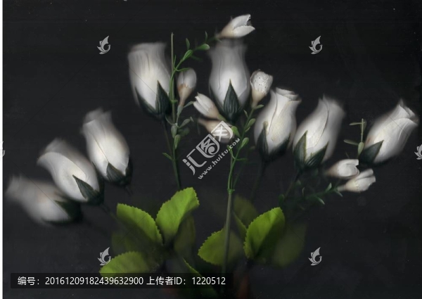 白玫瑰