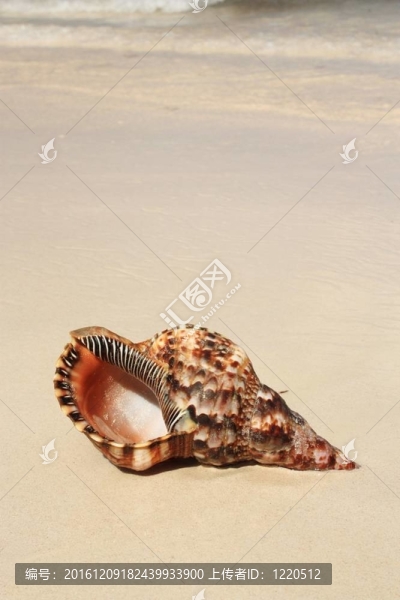 異國情調(diào)的海灘上的貝殼