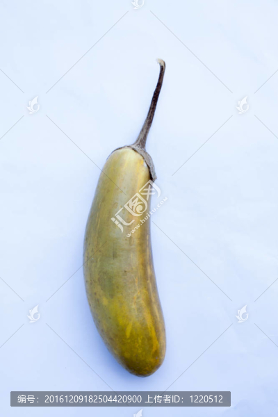 迷你白老茄子