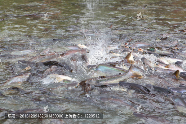 曼谷河喂魚